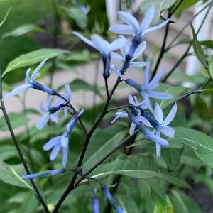 Meet your Posher, Carly